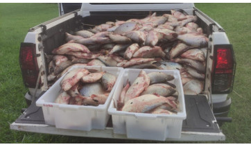 PM Ambiental apreende meia tonelada de peixes e três homens são multados em R$ 32,5 mil