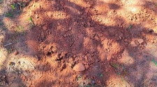 Em Prudente, casal é preso pela Polícia Civil por ocultar e destruir cadáver de bebê