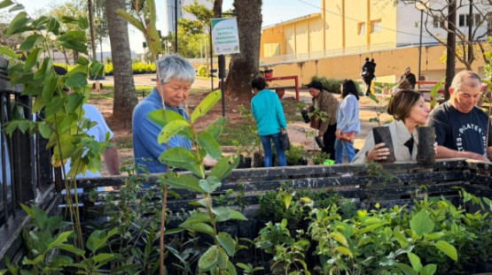 Prefeitura distribui mudas frutíferas gratuitas nesta quarta-feira na Praça Élio Micheloni