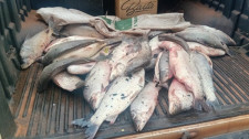 Polícia Ambiental multa trio em R$ 5,7 mil por pesca predatória no Salto Botelho em Lucélia