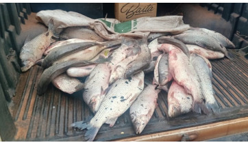 Polícia Ambiental multa trio em R$ 5,7 mil por pesca predatória no Salto Botelho em Lucélia