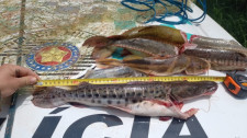 Polícia Ambiental flagra pesca com tarrafa e pescado irregular no Rio do Peixe em Mariápolis