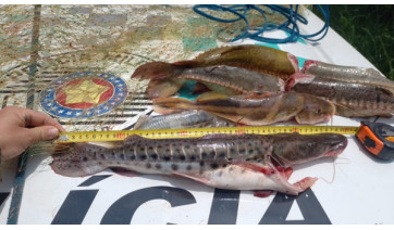 Polícia Ambiental flagra pesca com tarrafa e pescado irregular no Rio do Peixe em Mariápolis