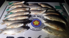 Tarrafa e quase 20 quilos de peixes são apreendidos no Rio Aguapeí, em Lucélia; pescadores fogem