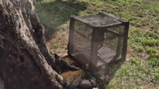 Gatoeira furtada em ação de castração reaparece e permite retomada do trabalho de voluntários