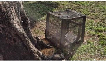 Gatoeira furtada em ação de castração reaparece e permite retomada do trabalho de voluntários