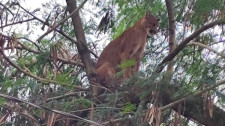 Onça-parda é capturada em propriedade rural de Pirapozinho e devolvida ao habitat natural