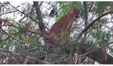 Onça-parda é capturada em propriedade rural de Pirapozinho e devolvida ao habitat natural