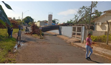 Árvore de grande porte cai em creche, em Tupã