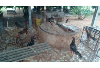 Polícia Ambiental faz operação após denúncia anônima e localiza 13 galos sob suspeitas de maus tratos (Foto: Cedida/Polícia Ambiental).