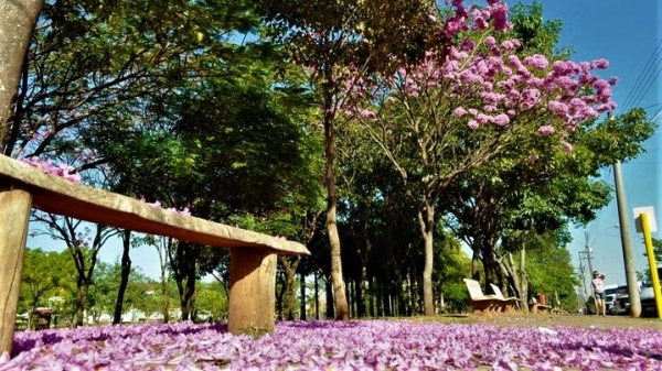 Florada de ipês no Parque dos Pioneiros, em Adamantina (Foto: Acácio Rocha/Siga Mais).