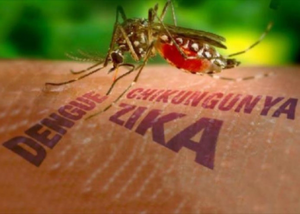 Deu zika... E agora?