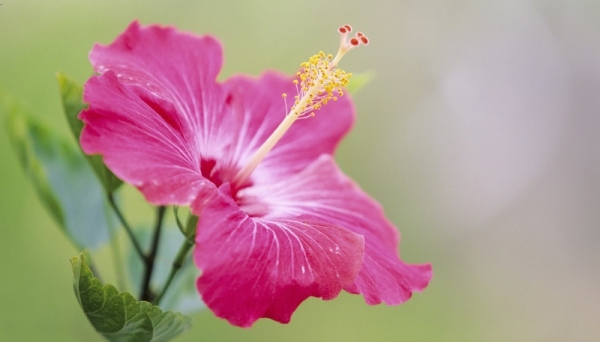 Para sempre, dona Alcina