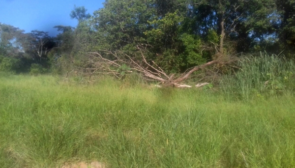 Segundo a Polícia Ambiental, foram suprimidas 31 árvores nativas, em trecho de estrada rural que recebeu melhorias do programa Melhor Caminho (Cedida/Polícia Ambiental).