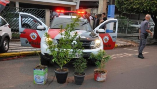 Pés de maconha foram apreendidos e investigação vai tentar identificar responsável pelo plantio (Foto: Rádio Metrópole FM).