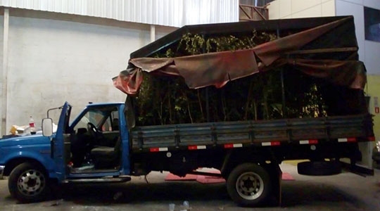 Caminhão com mudas de jabuticaba era usado para transportar droga  (Foto: Denarc).