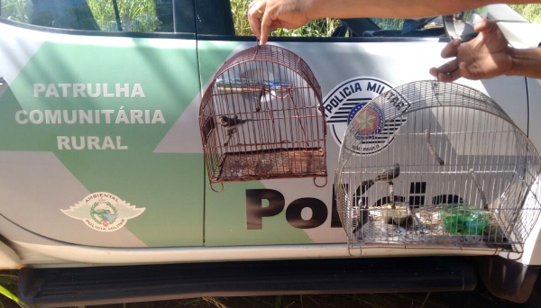 PolÃcia Militar Ambiental resgata pássaros silvestres, faz solturas das aves e aplica multa e notificação aos infratores (Foto: Cedida/PolÃcia Ambiental).