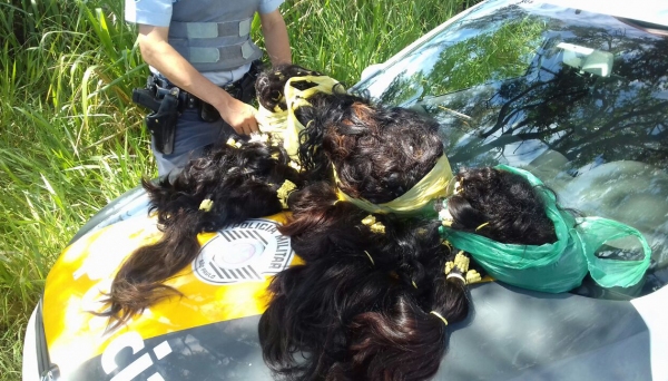 Carga de cabelo foi apreendida pela Polícia Rodoviária e motorista do carro detido. Caso foi levado à Delegacia da Polícia Federal de Presidente Prudente (Foto: Cedida/Polícia Rodoviária).