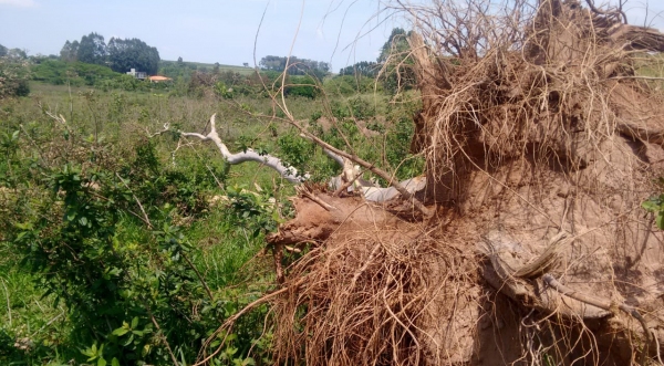 Árvores foram cortadas em área de preservação permanente  (Foto: Cedida/PM Ambiental).