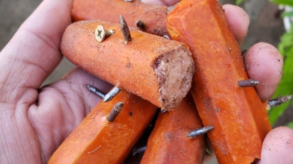 Homem encontrou salsichas com prego no quintal de casa, onde cria dois cães de pequeno porte (Cedida).