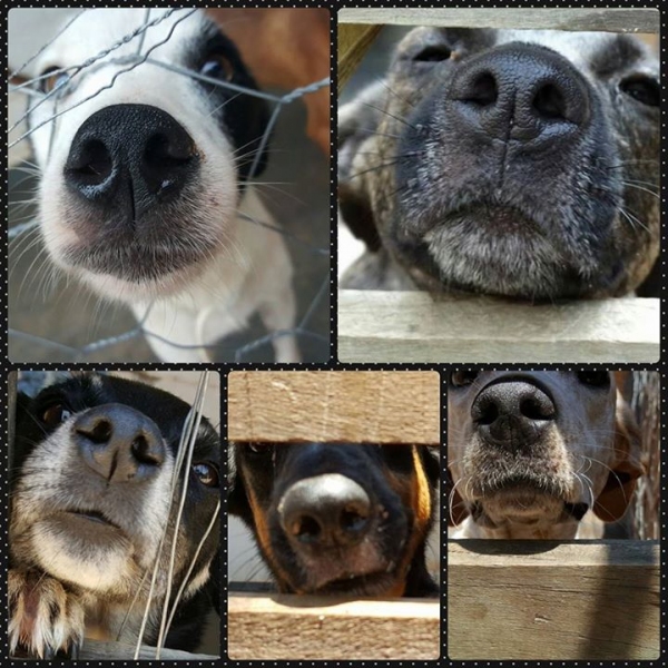 Bazar da Pechincha para “Apelos e Patas” neste sábado