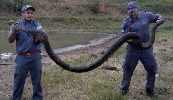 Cobra foi capturada pelos Bombeiros em uma chácara e vai ser devolvida ao seu habitat natural (Foto: Reprodução/Bombeiros).