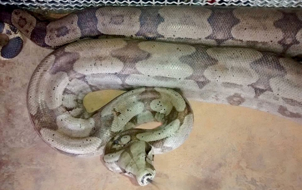 Réptil foi capturado e solto em área de mata pelo Corpo de Bombeiros (Foto: Cedida/Base Comunitária dos Bombeiros de Junqueirópolis)