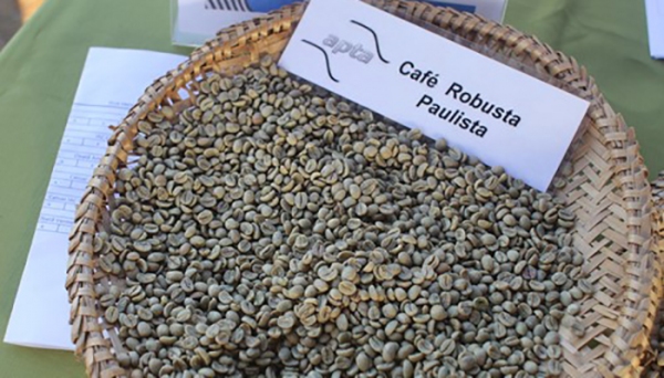 APTA seleciona clones de café robusta para cultivo em São Paulo (foto: Paulo Prendes)