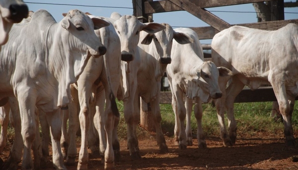 Expectativa é que 100% do rebanho bovídeo, estimado em 10,6 milhões de cabeças, seja vacinado dentro do prazo (Foto: Reprodução).