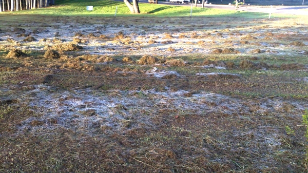 No Parque dos Pioneiros, uma fina camada de gelo foi vista no gramado, nas proximidades dos eucaliptos (Foto: Facebook/Marcelo Rosa Melo?).