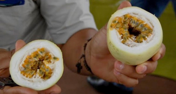 A técnica de enxertia de maracujazeiro. A tecnologia ajuda a prevenir a morte prematura, doença que pode causar até 100% de perda das plantas e inviabilizar a produção em áreas contaminadas (Foto: Divulgação).