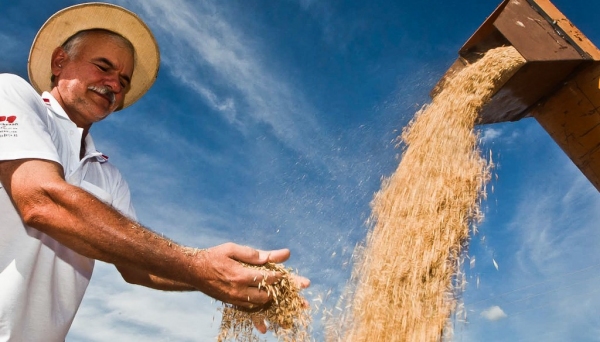Produtores de arroz, trigo, amendoim, feijão, gengibre e mais oito culturas agrícolas poderão aderir, a partir de agora, a normas técnicas específicas para cada uma dessas culturas e aperfeiçoar os métodos de produção.  (Foto: Claudio Fachel/ ( Arquivo ) Palácio Piratini).