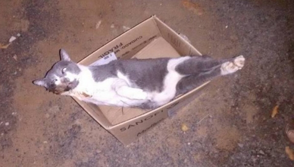 Gato de Andresa Marques foi encontrado morto, causando dor e revolta na família. Criadores pedem identificação e punição aos autores, pelos crimes de maus tratos e outros (Foto: Facebook/Andressa Marques).