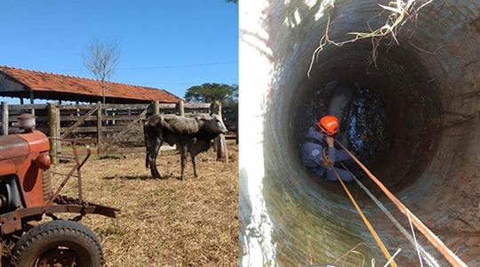 Para o resgate do animal, Bombeiros usaram técnicas de salvamento em altura (Reprodução/Bastos Já).