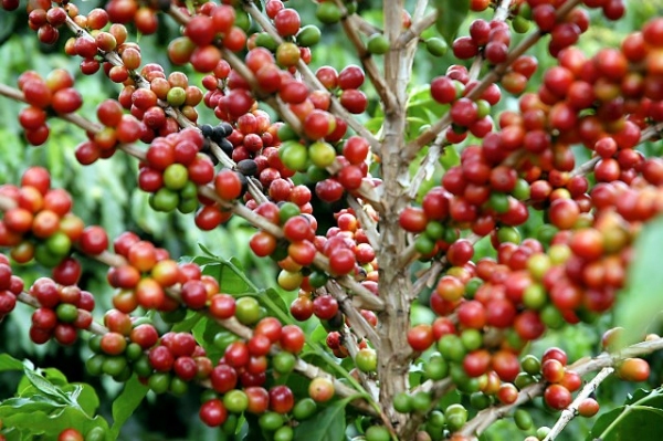 Conab estima que a produção brasileira de café em 2016 deverá ficar entre 49,13 e 51,94 milhões de sacas do produto beneficiado (Foto: Arquivo/Agência Brasil).