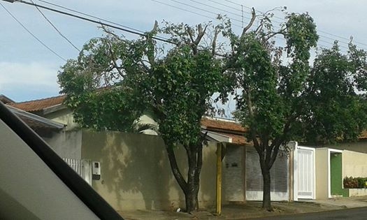Foto de internauta revela resultado da poda em árvores, em Adamantina (Foto: Reprodução/Facebook/Fernando Sheila).