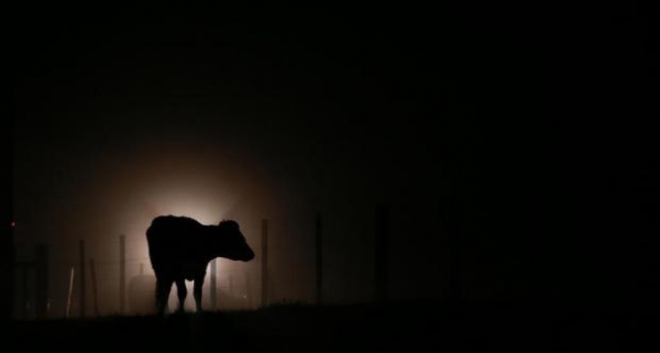Gado foi levado de propriedade após assaltantes cortarem cerca e carregarem animais em caminhão (Imagem: Ilustração).