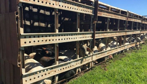 Carreta tombou no trevo de Junqueirópolis, sendo necessário cortar a gaiola metálica para a retirada dos cerca de 50 animais (Foto: Base de Socorristas de Junqueirópolis).