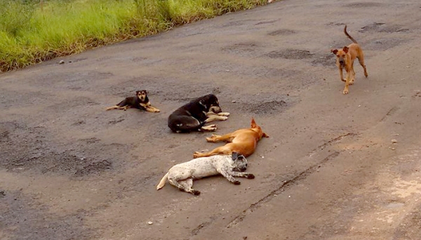 Município deverá recolher e abrigar cães e gatos e garantir veterinário gratuito, como define TAC homologado pelo Ministério Público (Foto: Facebook/Cláudia F Silva).