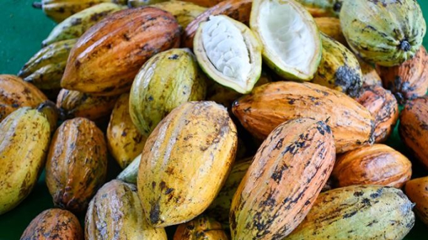 Frutos para extrair sementes e produzir novas mudas (Imagem: Homero Ferreira).