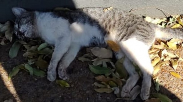 Gato encontrado sem vida, aparentemente por envenenamento, na região do bairro Cecap, onde também há relatos de maus tratos a esses animais (Reprodução).