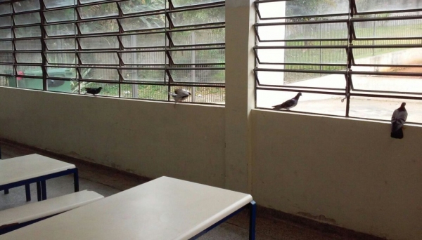 Presença de pombos em refeitório, em desacordo com as normas sanitárias (Foto: TCE/SP).