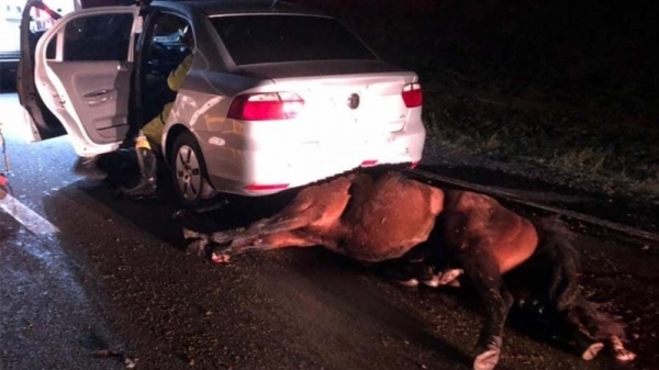 Animal solto na pista desencadeou o acidente. Veículos não conseguiram desviar (Foto: Cedida por João Mário Trentini. Reprodução: Bastos Já).