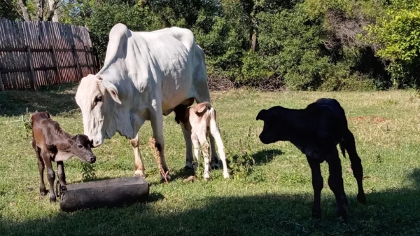 A vaca Menina e os bezerros trigêmeos (Foto: Gereval de Andrade/Arquivo pessoal/Reprodução: G1).