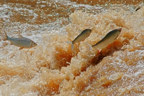 Começa neste domingo (1º) o período de defeso da piracema