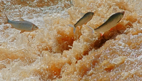 Piracema vai de 1º de novembro a 28 de fevereiro: restrições são as mesmas dos anos anteriores (Imagem: Ilustração).