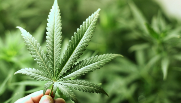 As regras para aprovar medicamentos à base de maconha foram aprovadas pela Anvisa Imagem: Ilustração).