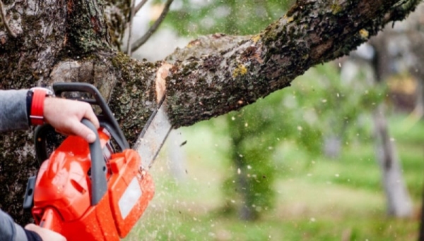 Atividade visa orientar e capacitar os profissionais que realizam trabalho de poda de árvores em vias públicas (Imagem: Ilustração).