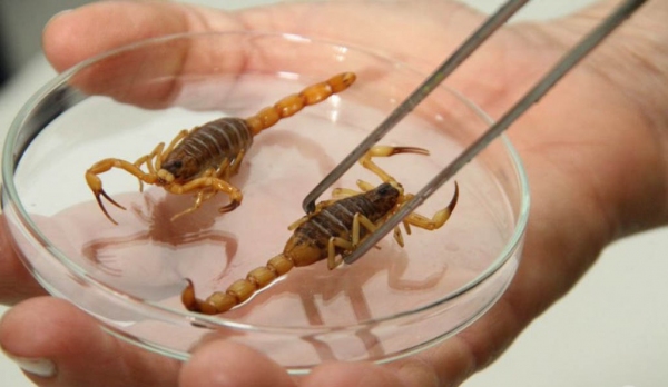 MP/SP quer saber número de casos desde 2013, e pretende apurar responsabilidades (Foto: Reprodução)