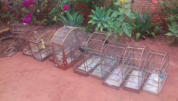 Criador tinha pássaro da fauna silvestre nativa ameaçada de extinção (Foto: Cedida/Polícia Ambiental).